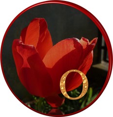 Alphabet Tulpe rot mit Goldbuchstaben - 3D- Scheibe