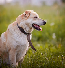 Portrait of a beige not purebred dog in an old collar. © Azaliya (Elya Vatel)