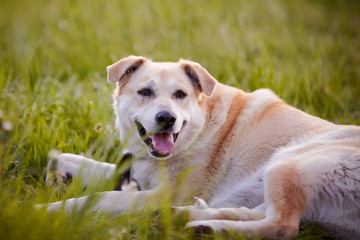 The beige large not purebred dog lies on a grass.