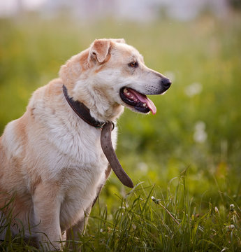 Portrait of a beige not purebred dog in an old collar.