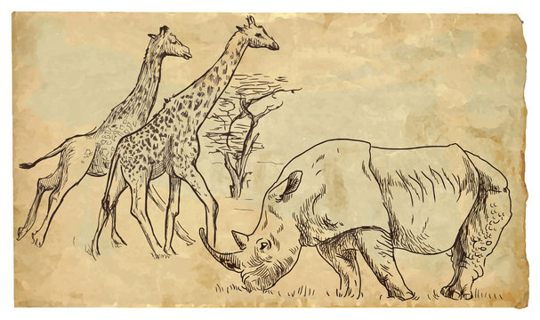 Rhinoceros and Giraffes