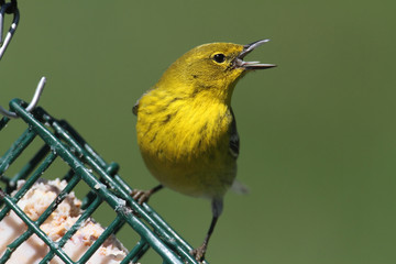 Pine Warbler (Dendroica Setophaga pinus)