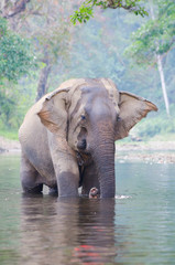 Fototapeta premium Single Elephant in river