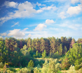 beautiful summer landscape