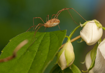 Opiliones