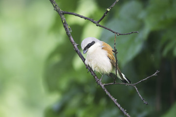 Red-backed Shrike (Lanius collurio) on branch, male