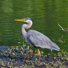 Walking Great Blue Heron