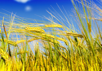 Wheat field against a blue sky
