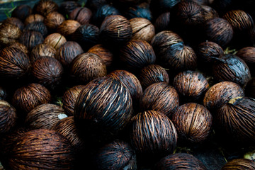 seeds growing (new life)