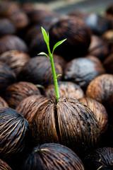 seeds growing (new life)