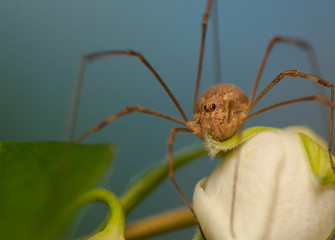 Opiliones © Gucio_55