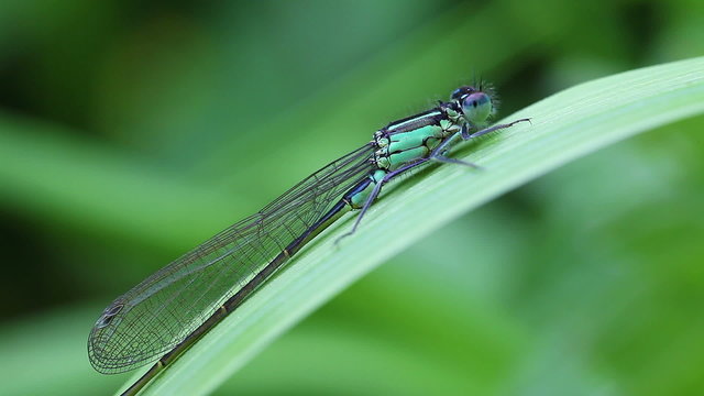 Hufeisen-Azurjungfer - Coenagrion puella - Makro