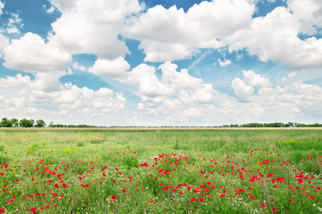 Fototapeta na wymiar beautiful wheat field and blue cloudy sky