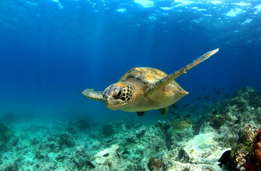 Groene zeeschildpad die onder water zwemt