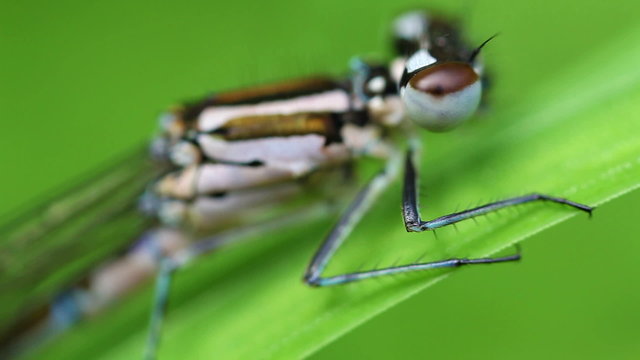 Speer-Azurjungfer - Zoom zwischen K&ouml;rper und Auge