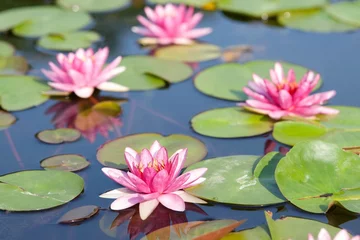 Tissu par mètre Nénuphars Lotus dans l& 39 étang