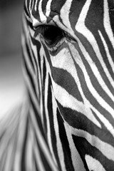 Monochromatic zebra skin texture - obrazy, fototapety, plakaty
