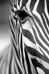 Poster Monochromatische zebrahuidtextuur © frank11