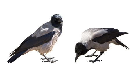 two grey crows isolated on white