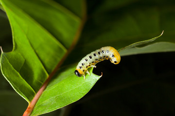 Caterpillar crawling on oak leaf