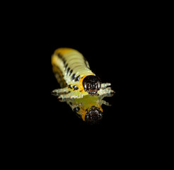 Yellow caterpillar isolated on black