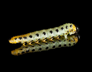 Macro of caterpillar over black