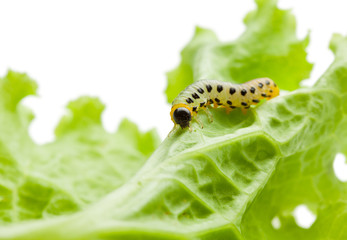 Caterpillar crawling to leaf
