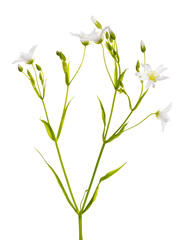 Stellaria flowers isolated on white