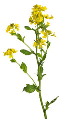 wild mustard flowers isolated on white