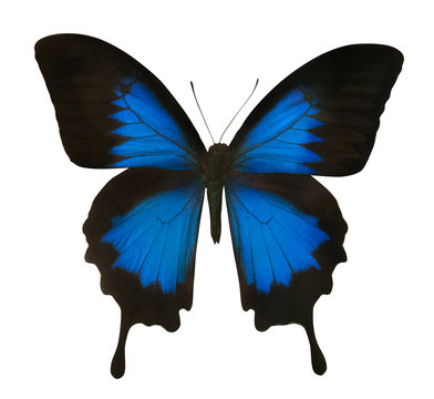 isolated blue butterfly close-up