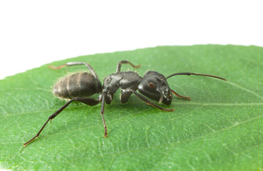 Macro of big ant