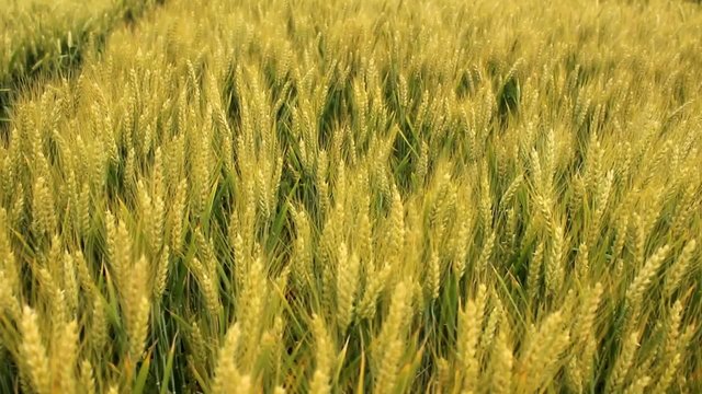 barley field