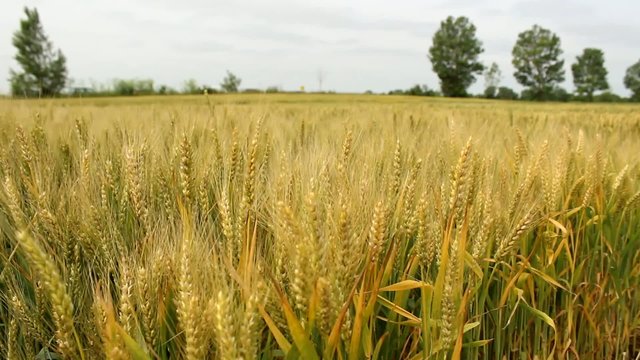 barley field