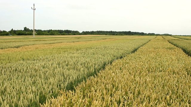 barley wheat field