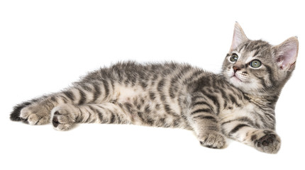 Fototapeta premium cute kitten isolated on a white background