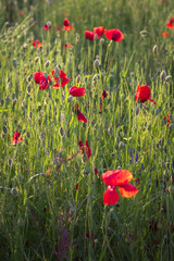 Poppy flower in a green meadow
