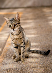 Cat with green eyes