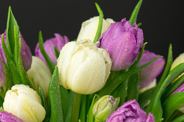 Fototapeta premium Bukiet tulipanów