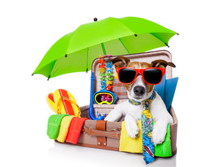 summer holiday dog