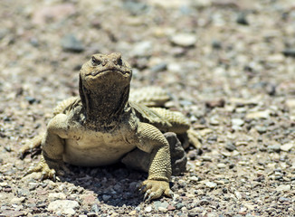 Egyptian Mastigure (Uromastyx aegytius) near Eilat, Israel