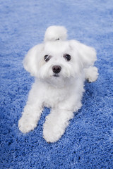 Little cute white Maltese puppy