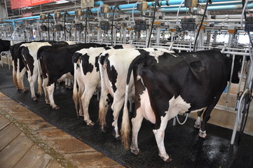 Squeeze Cow milk farm