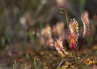 Closeup of Great Sundew