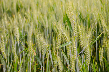 ears of wheat