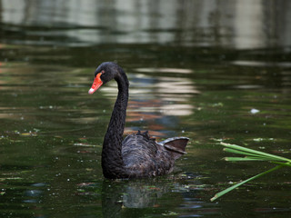 The black swan floats in a pond
