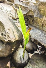 A germinated coconut drifts surrounded by rock at beach.