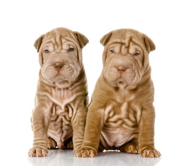 two shar pei puppies looking at camera. isolated on white 