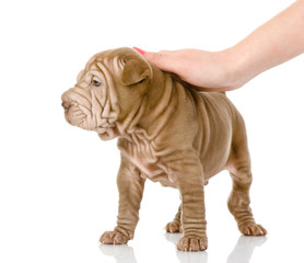 female hand patting sharpei puppy dog. isolated on white 