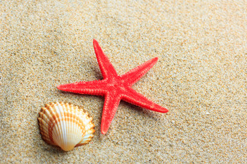 Fototapeta na wymiar Seashell and Starfish on the beach