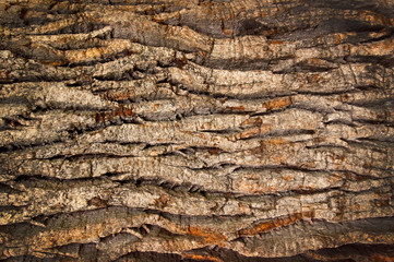 bark of an old oak - obrazy, fototapety, plakaty